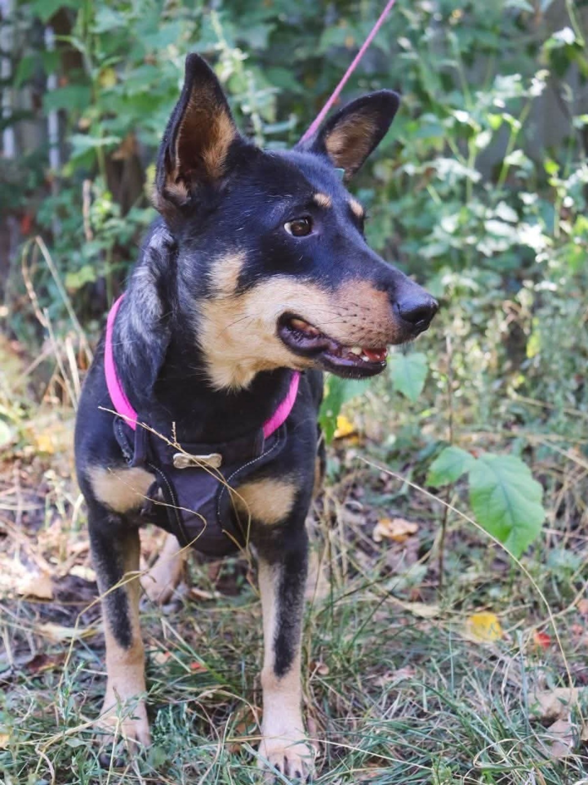 Adoption Sharlota