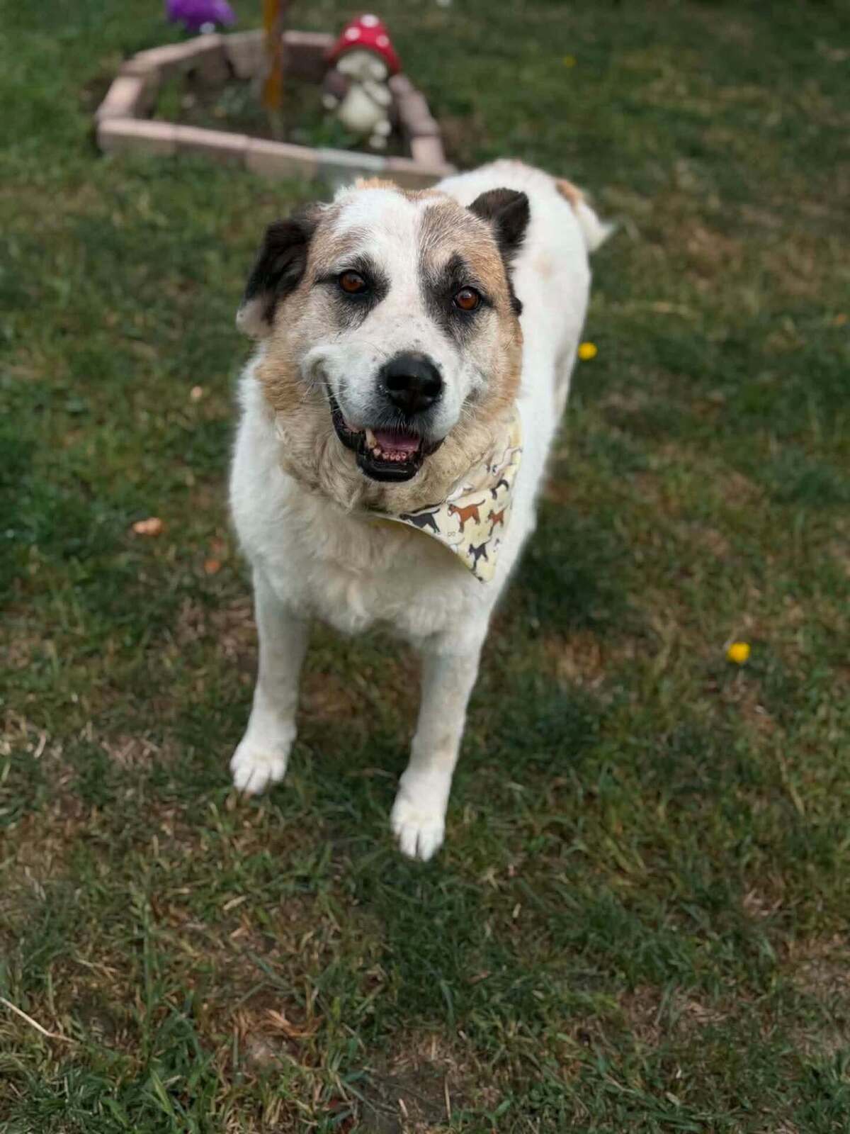 Adoption Orme