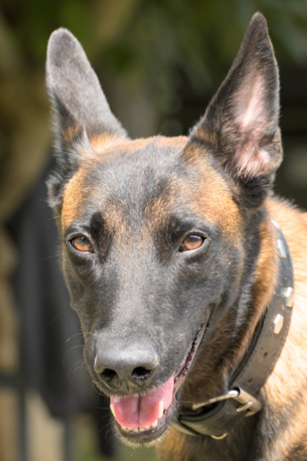 Adoption Farah