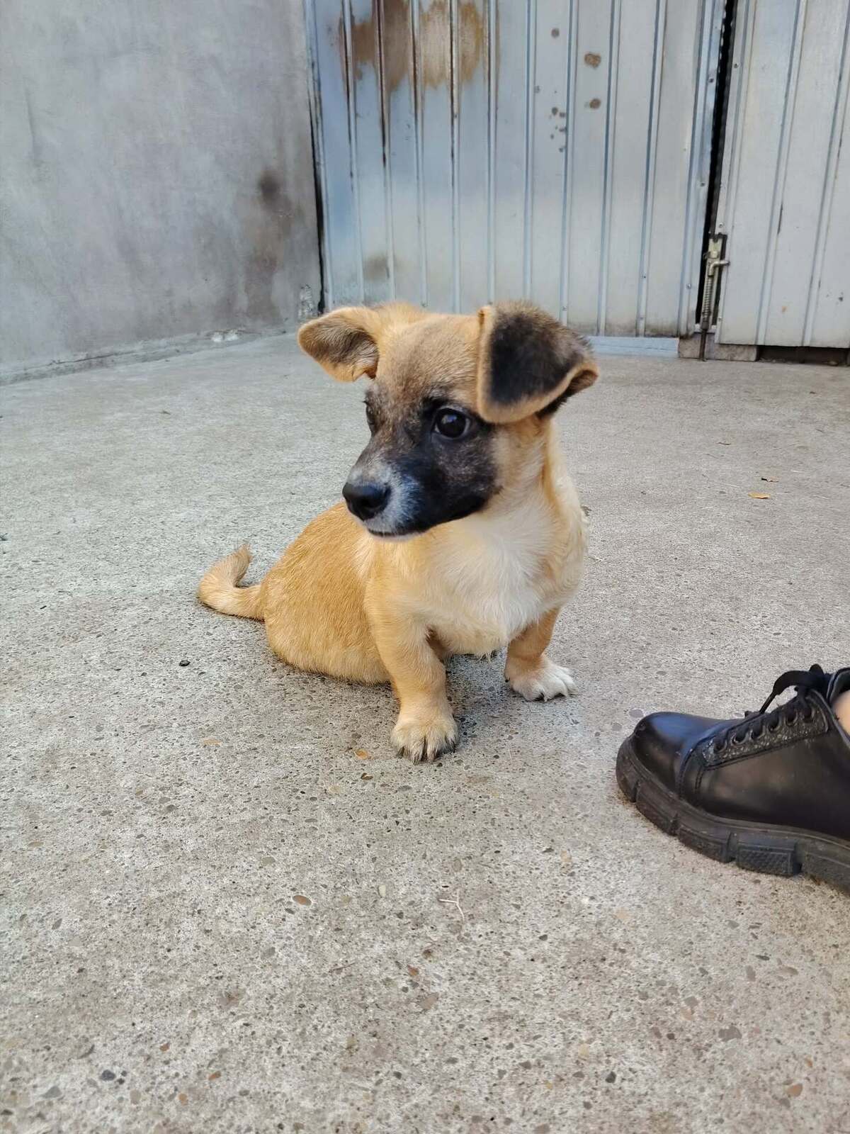 Adoption Soan