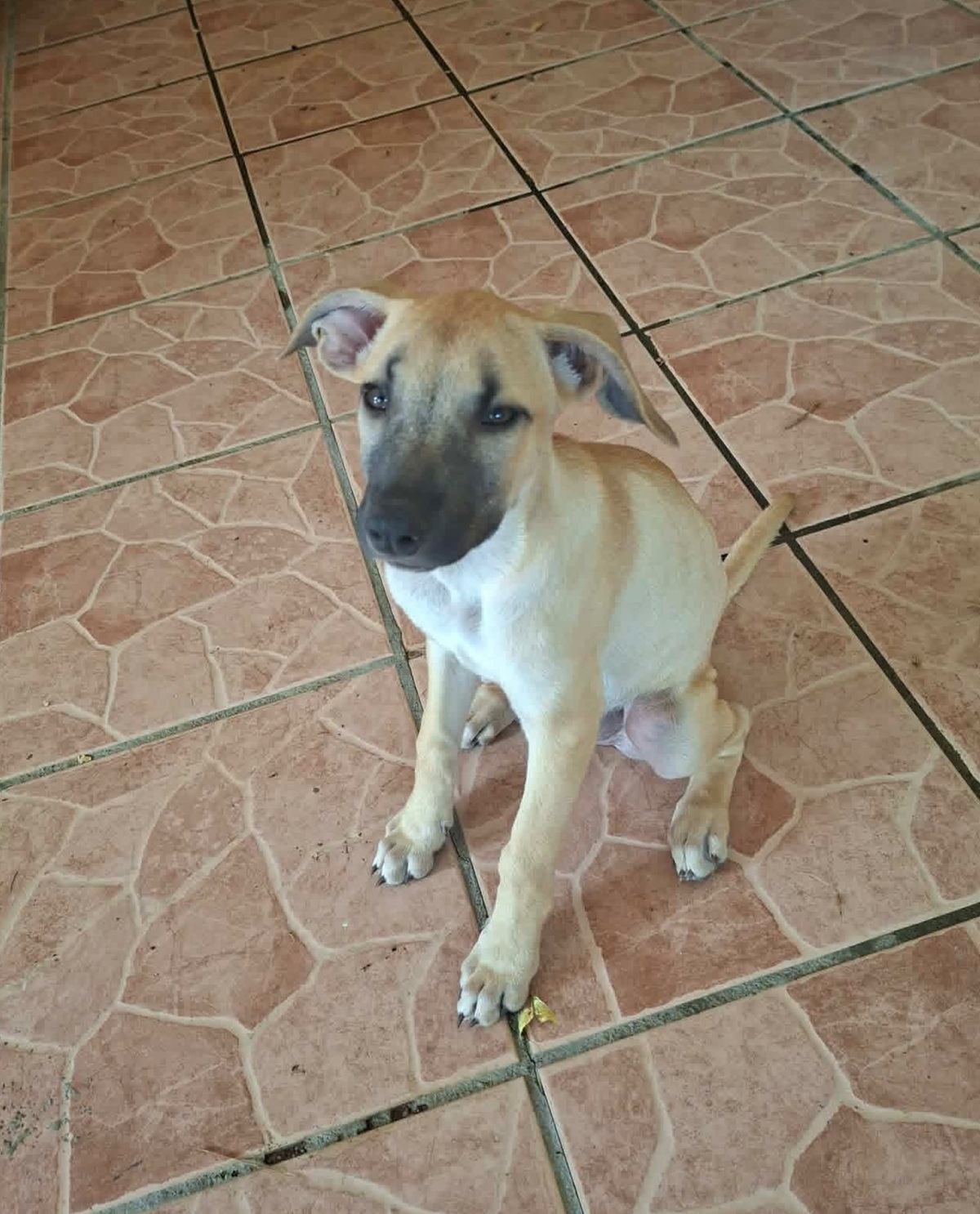 Adoption Princesse 