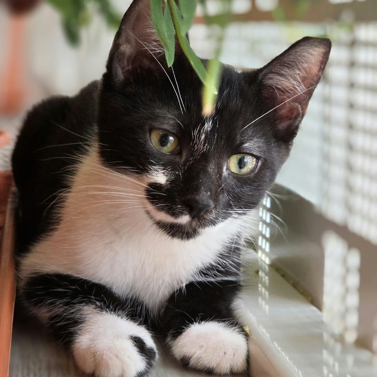 Adoption Maestro