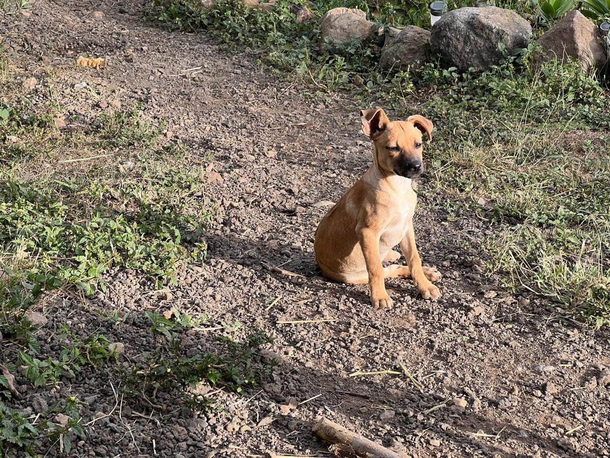 Adoption Pépite