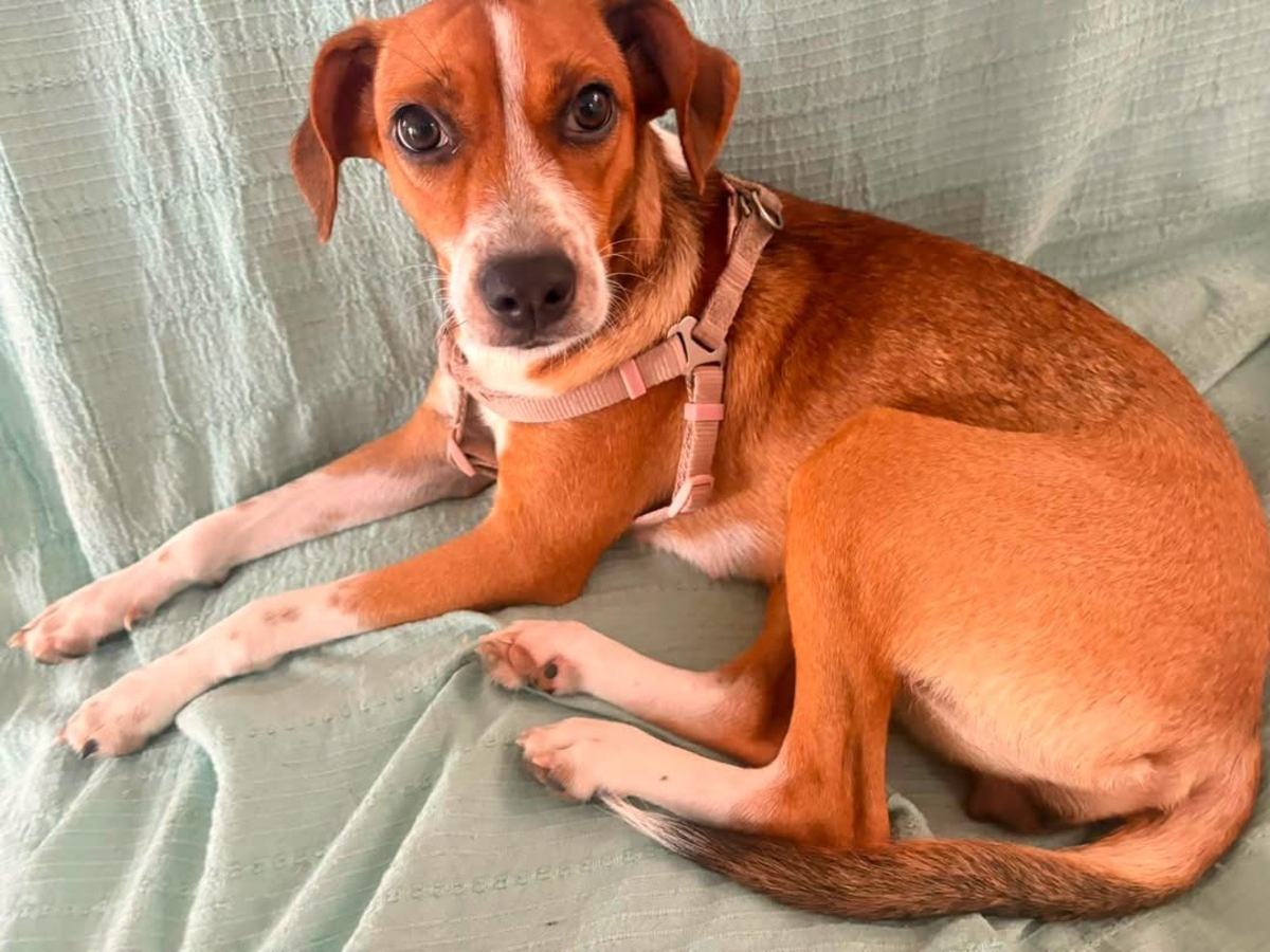 Adoption Changai
