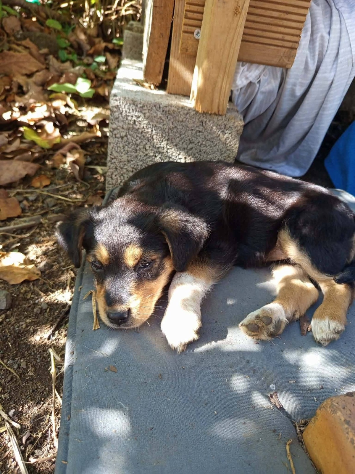 Adoption Mafa