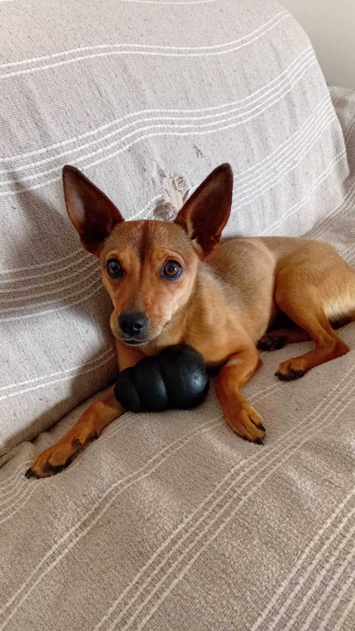 Adoption Zelda