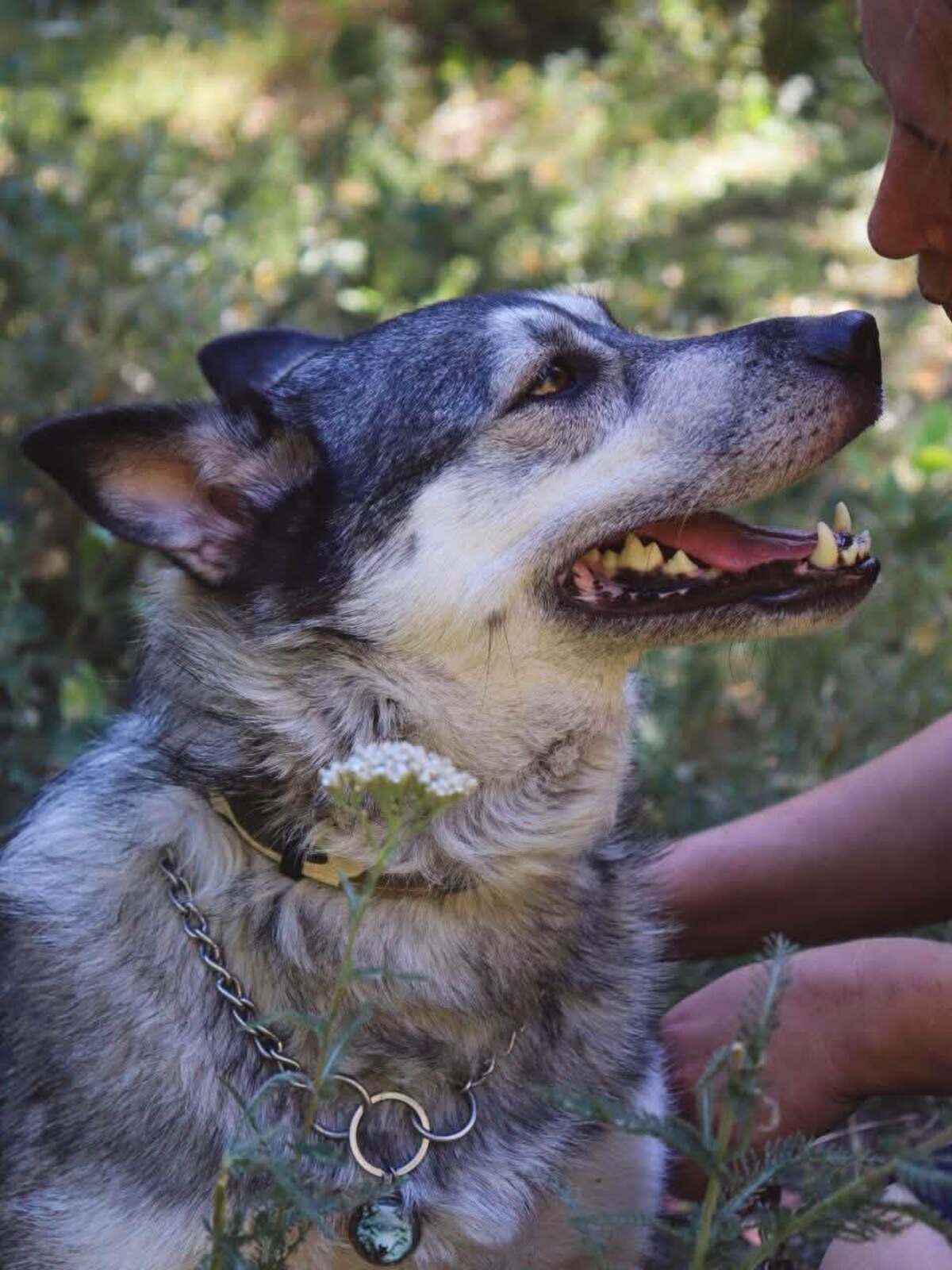 Adoption Amie
