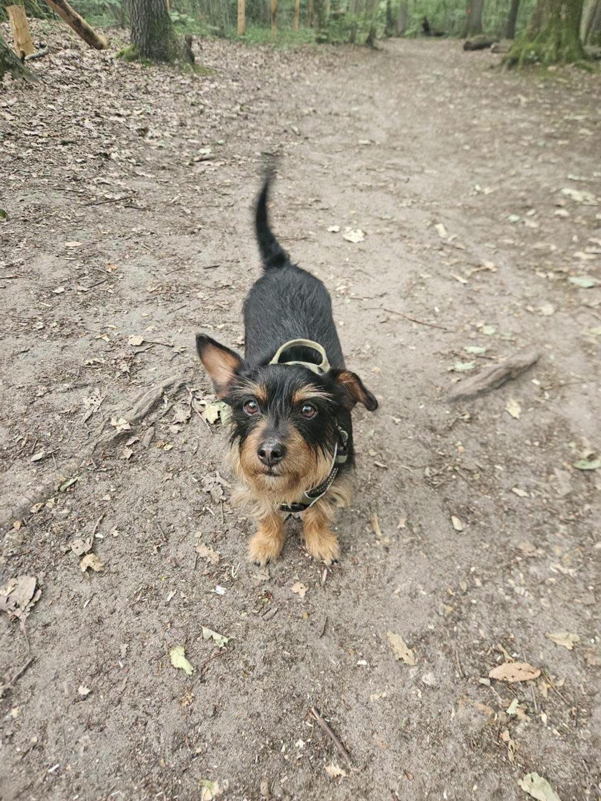 Adoption Mogwai