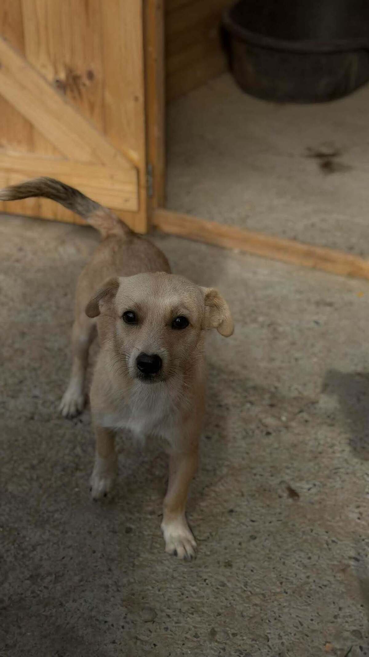 Adoption Zola