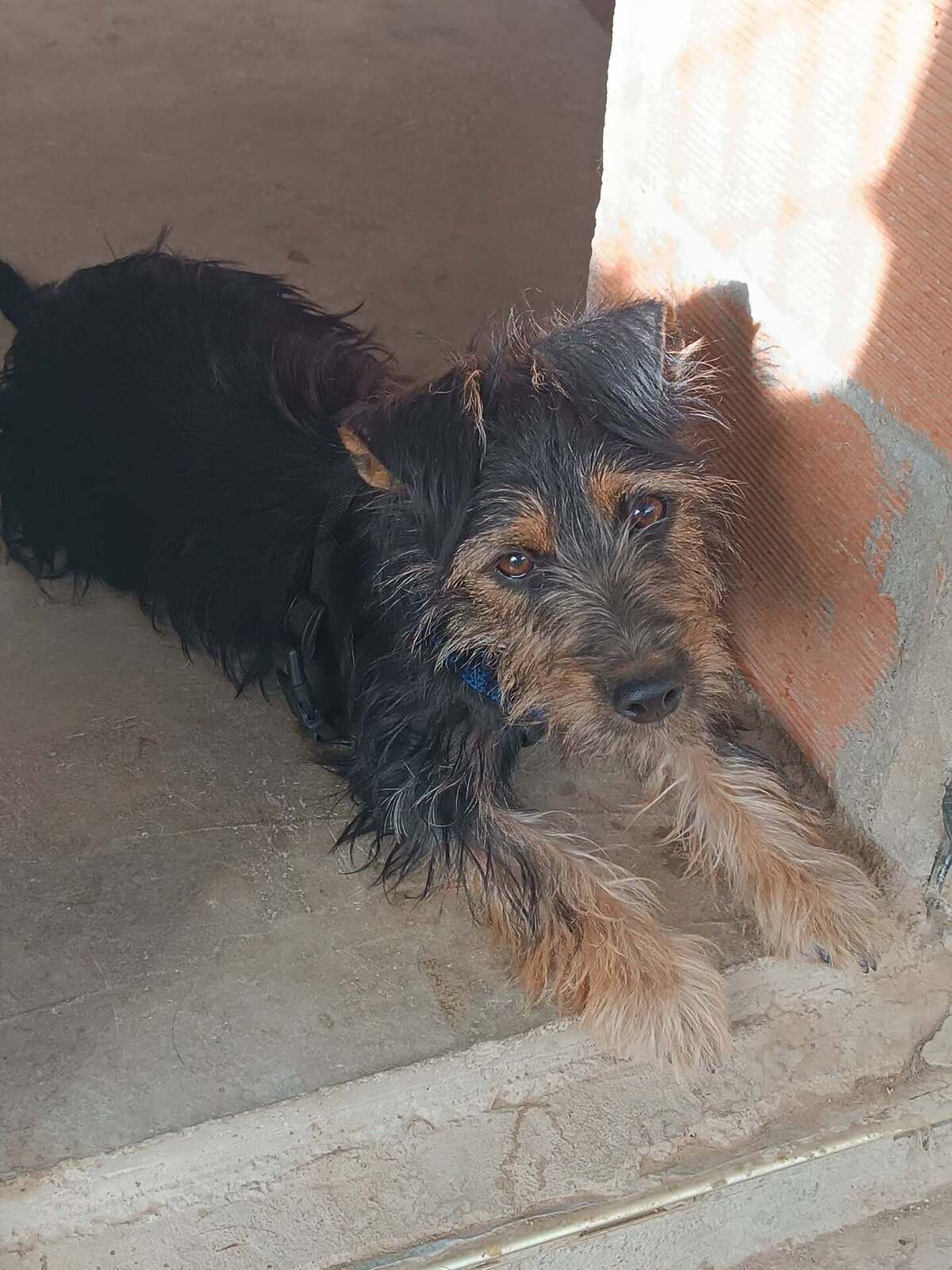 Adoption Blas
