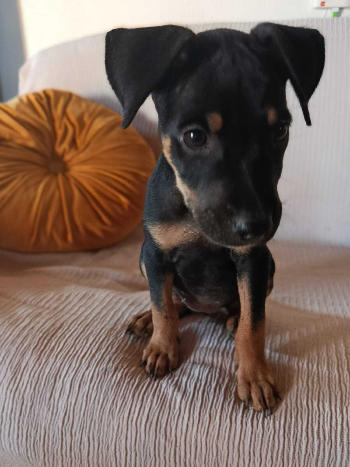 Adoption Edena