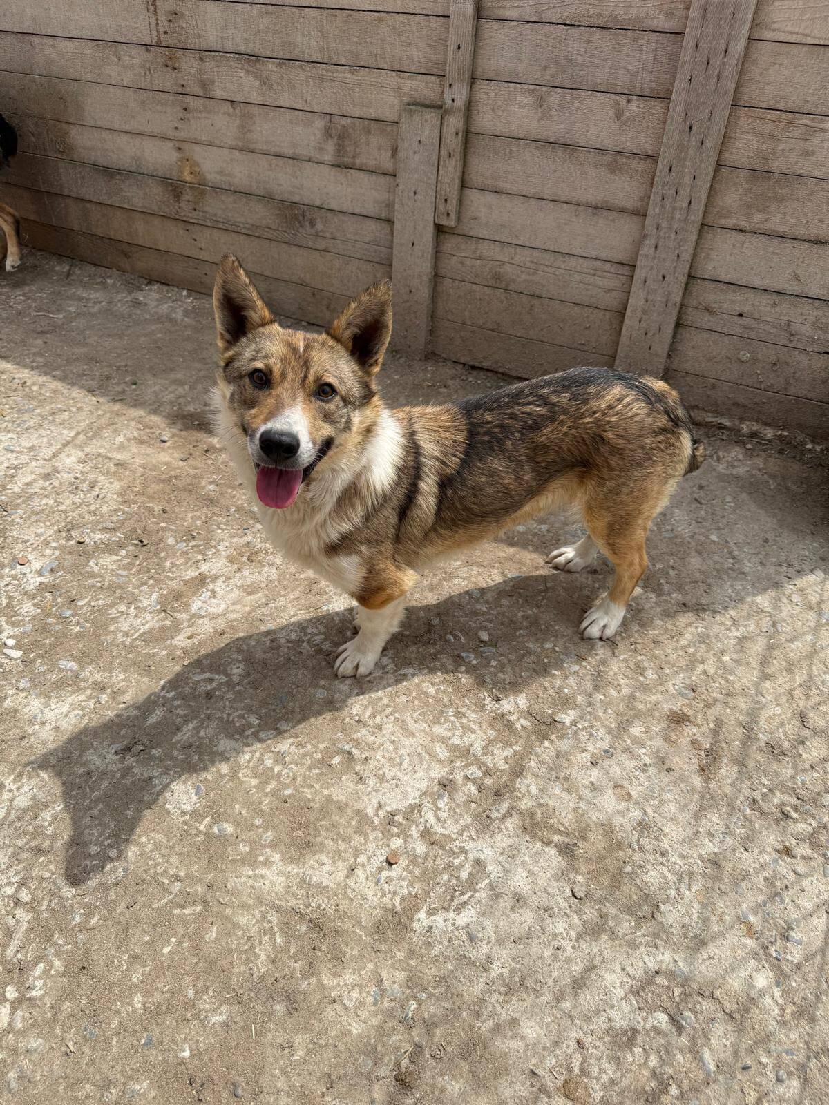 Adoption Tommy
