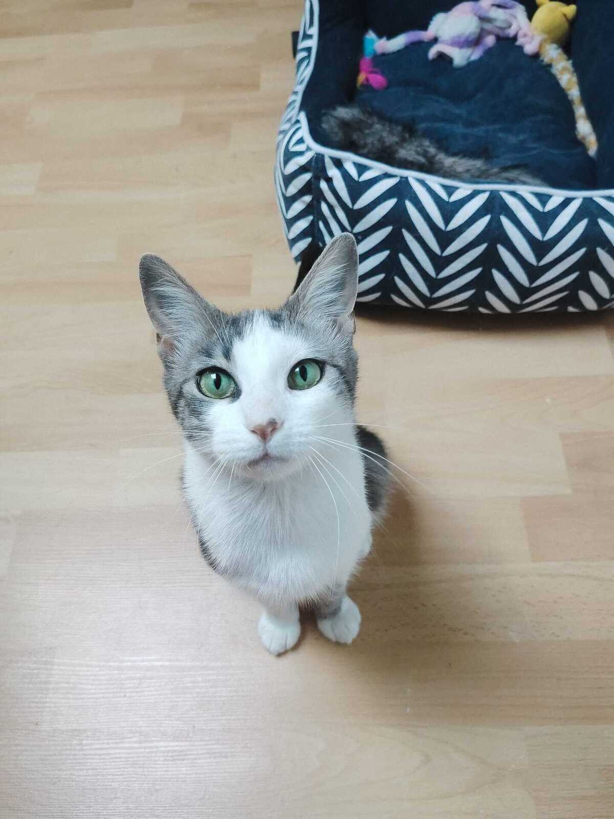 Adoption Aloé 