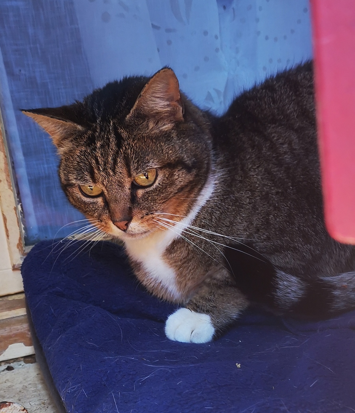 Adoption Minette