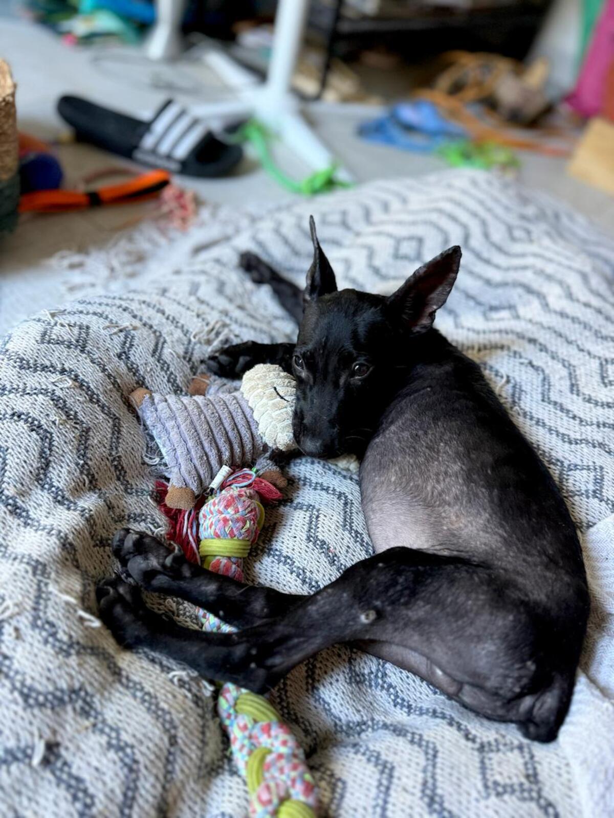 Adoption Marshall