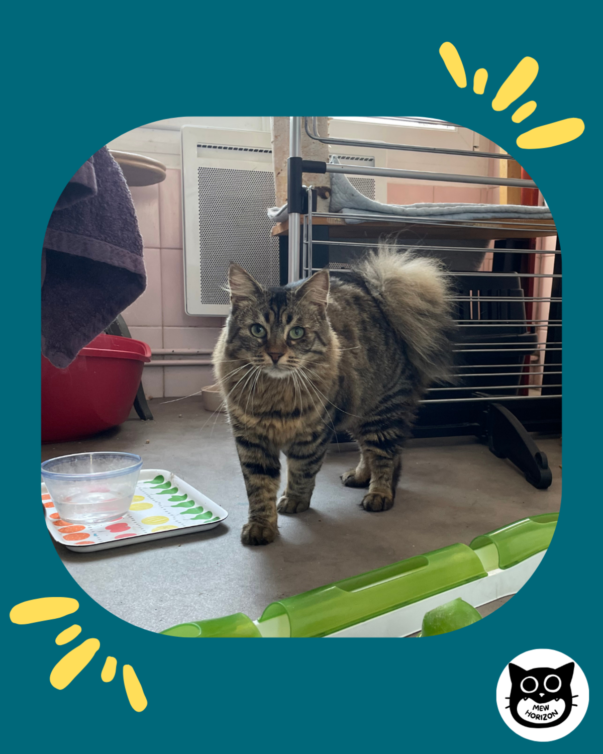 Adoption Trompette
