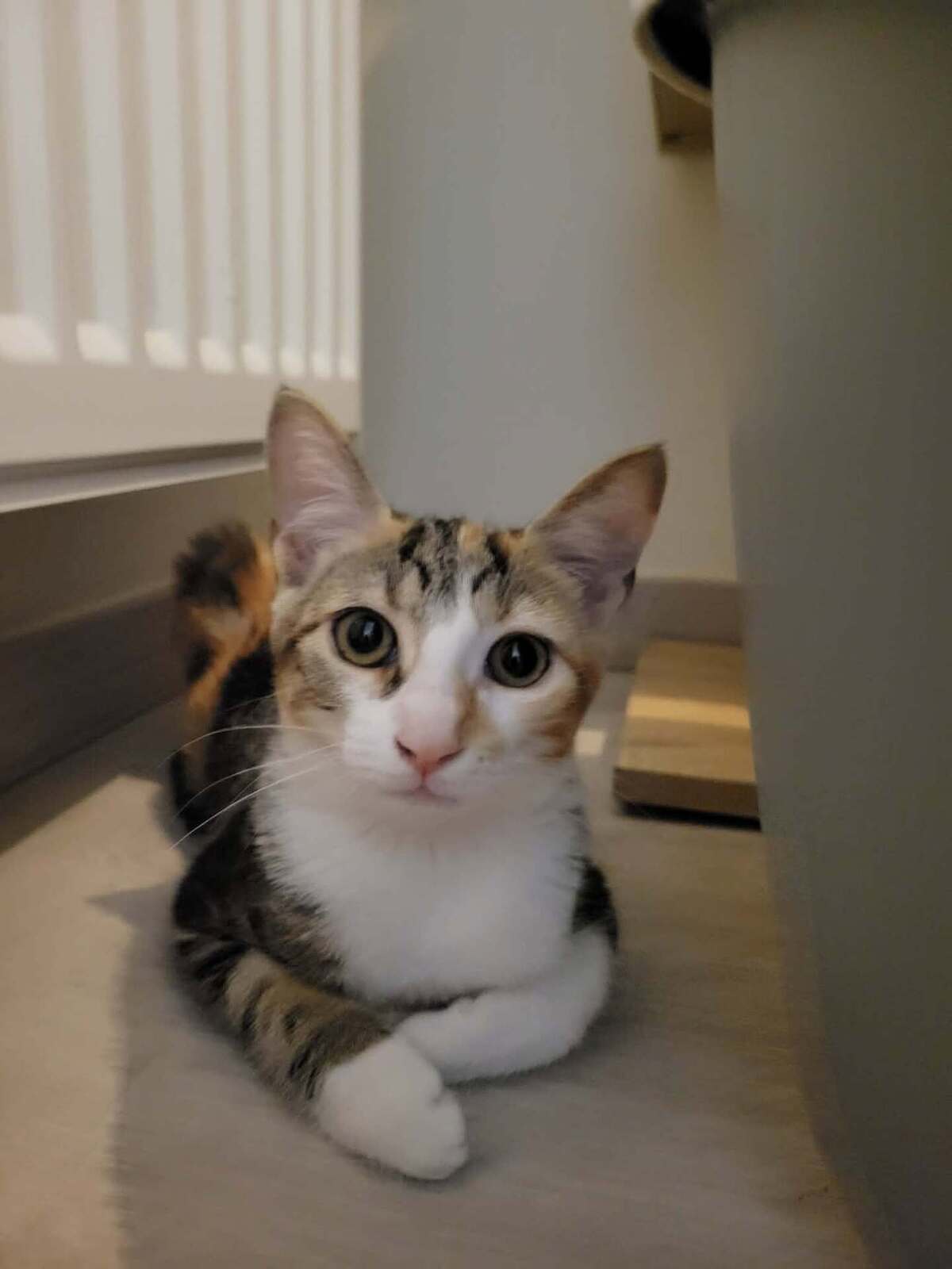 Adoption Katsura