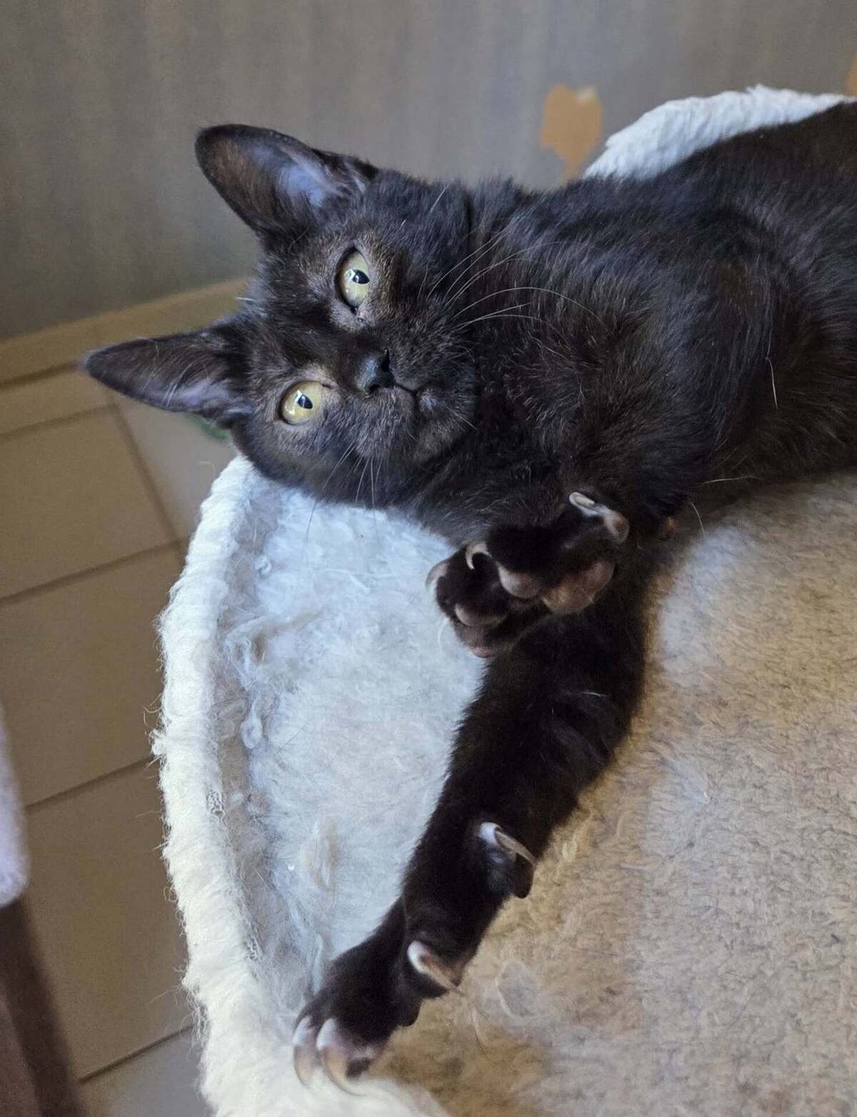 Adoption GOYAVE