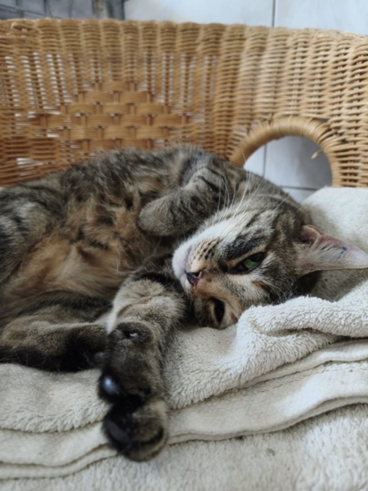 Adoption LILA