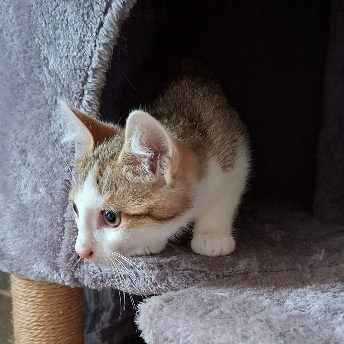 Adoption Bouzouk