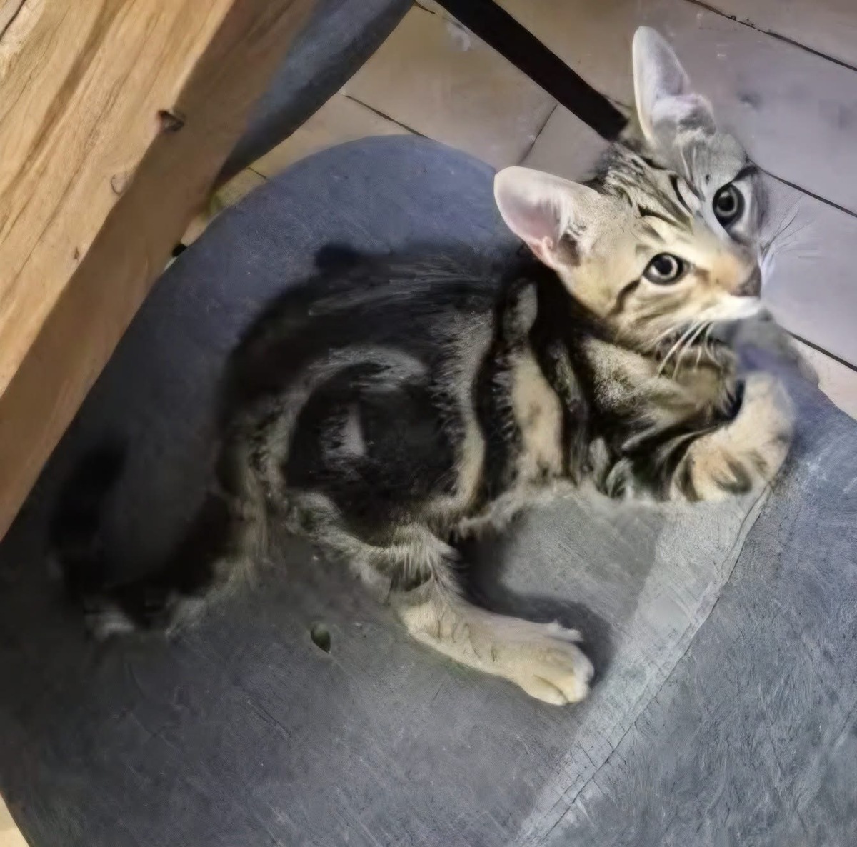 Adoption CALIBAN