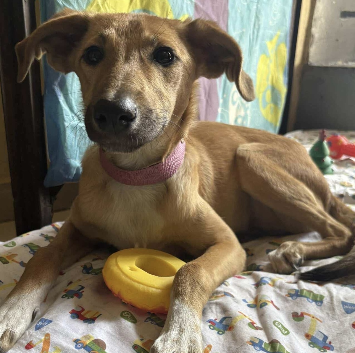 Adoption Savannah