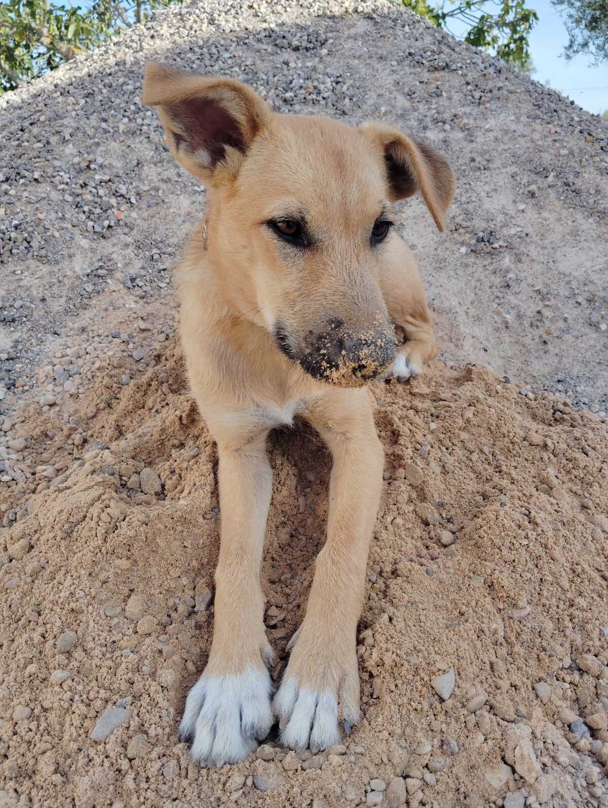 Adoption Cala