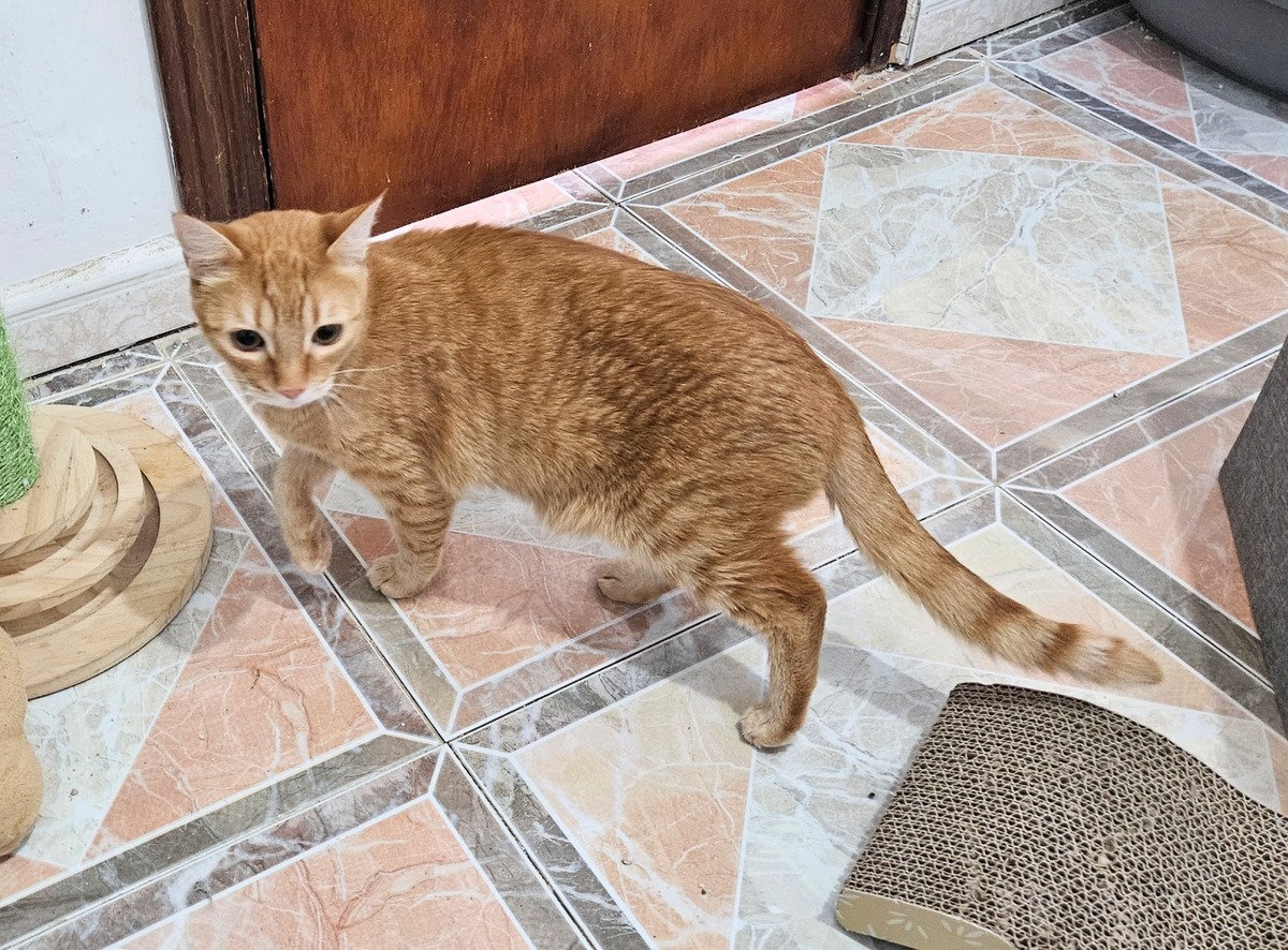 Adoption Pipo et Felipe