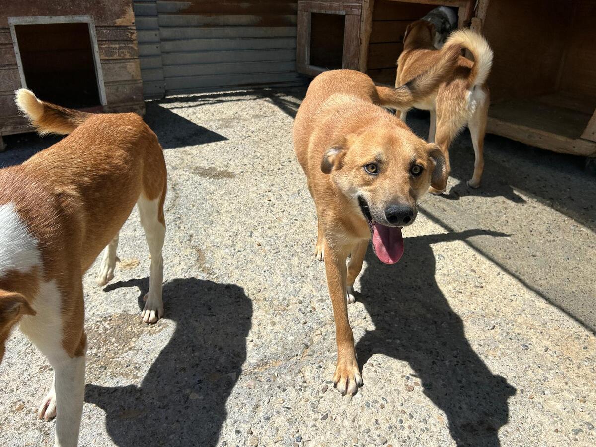 Adoption Track