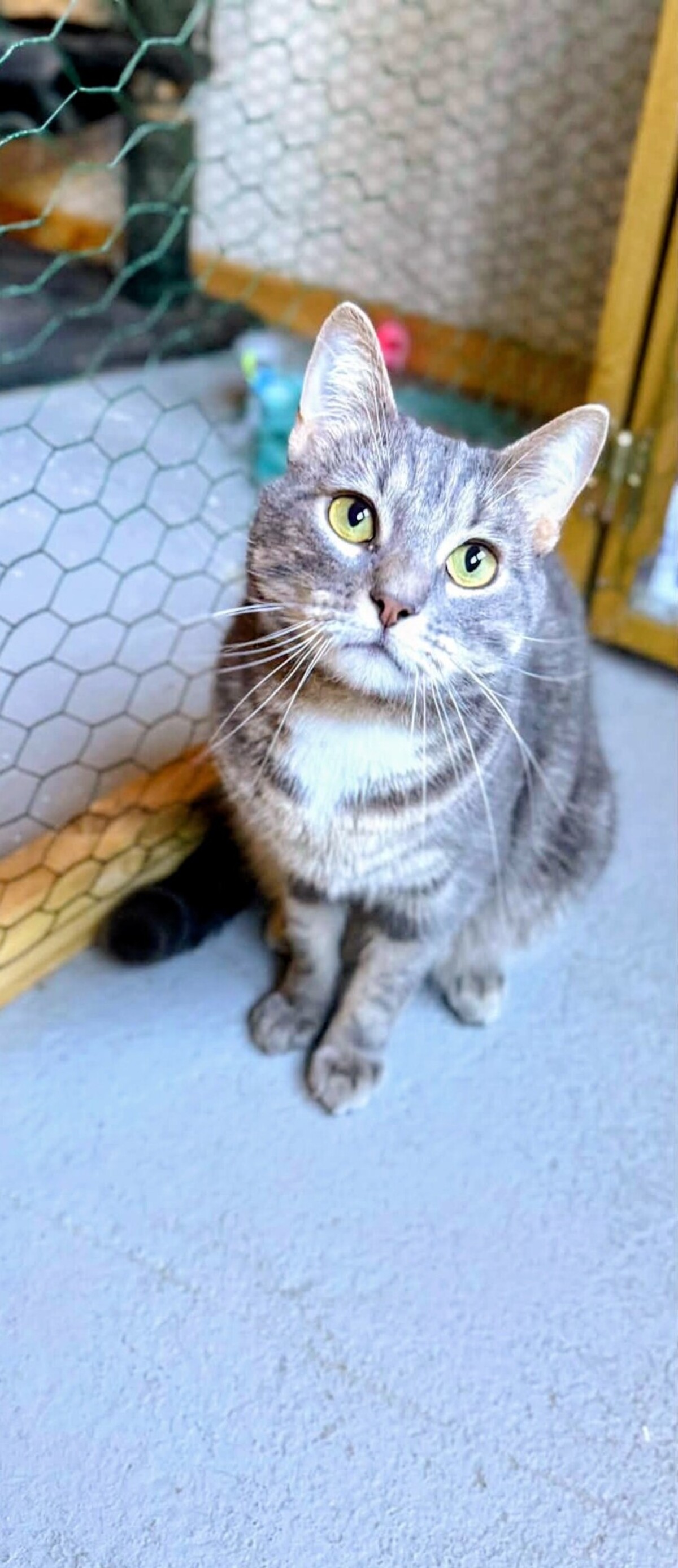 Adoption Aïko