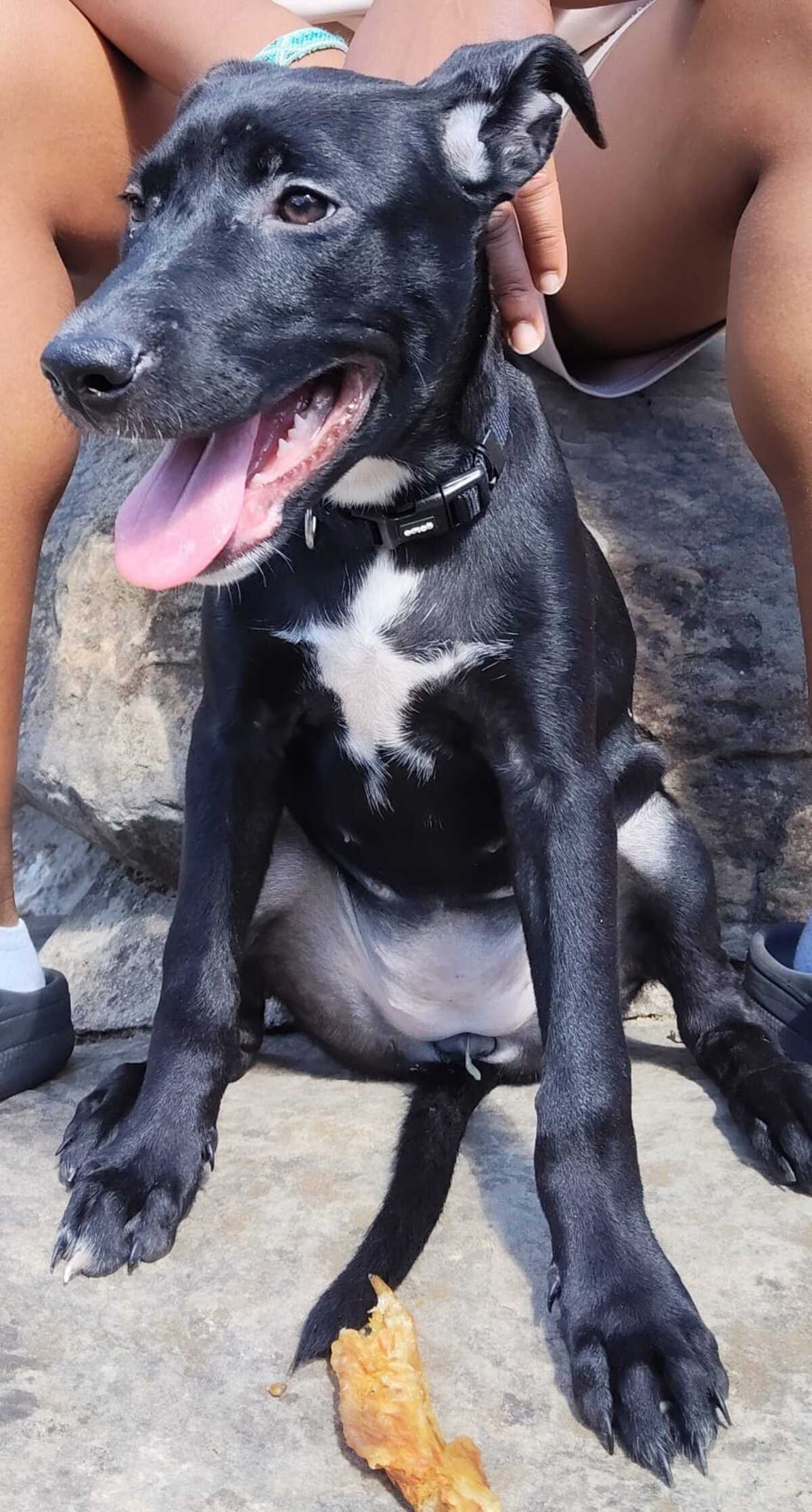 Adoption Stella