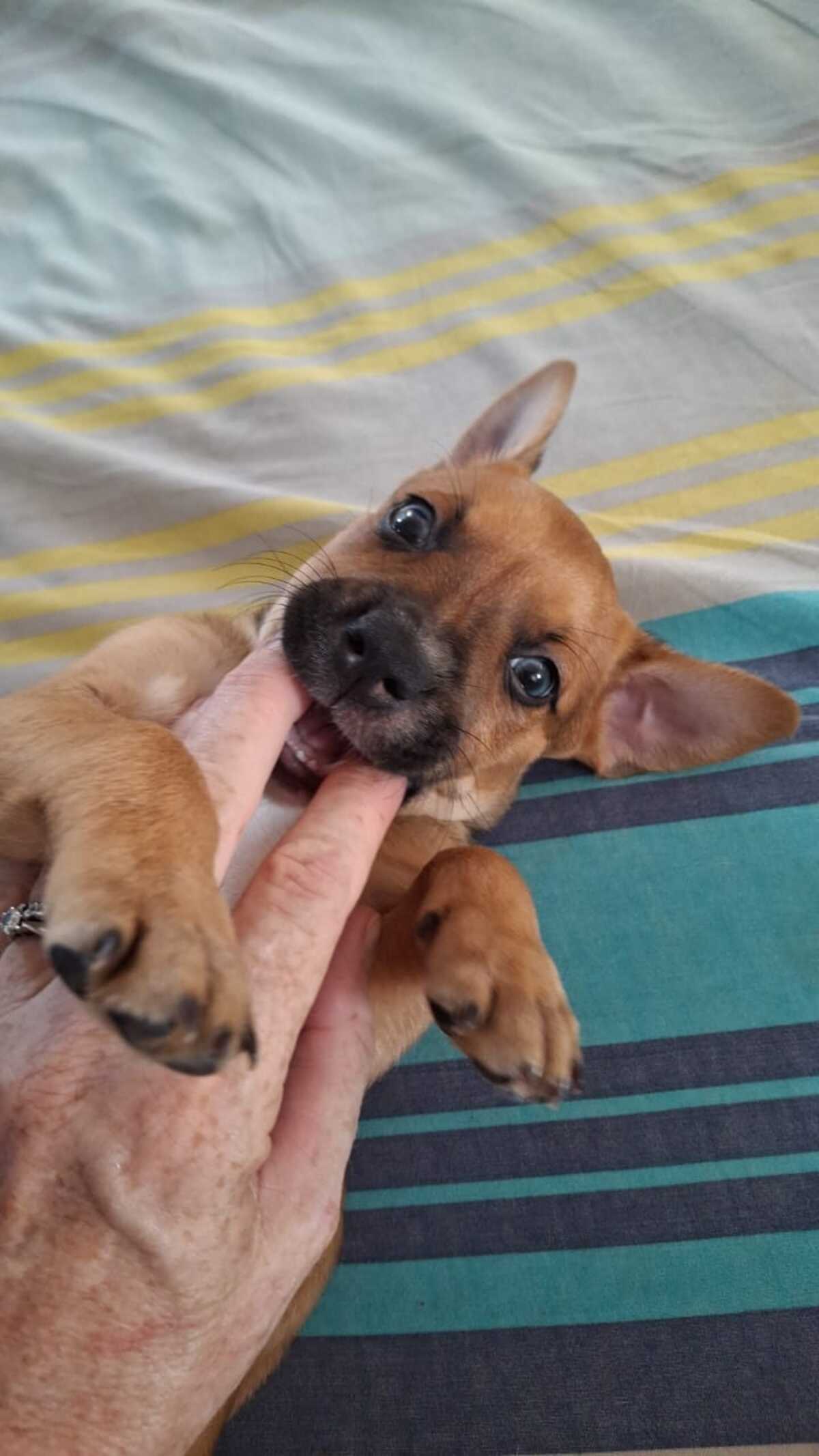 Adoption Tikos