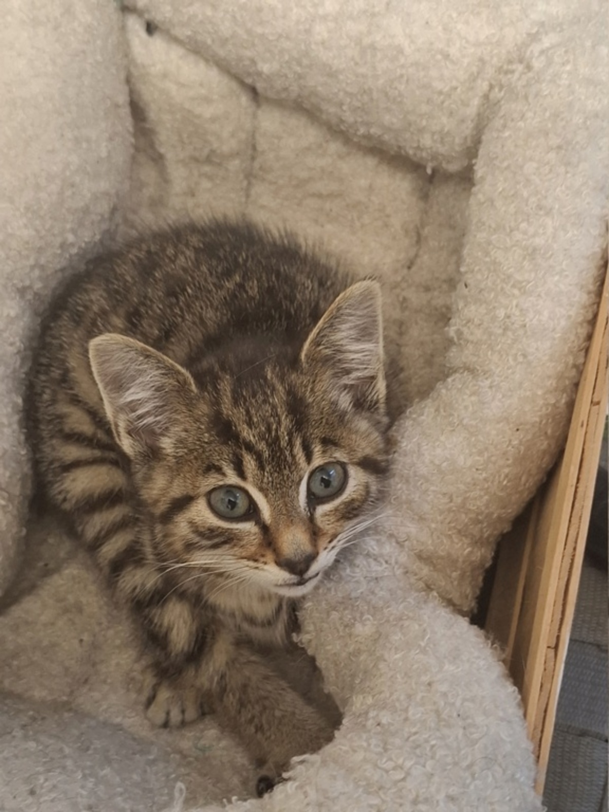 Adoption Bourik