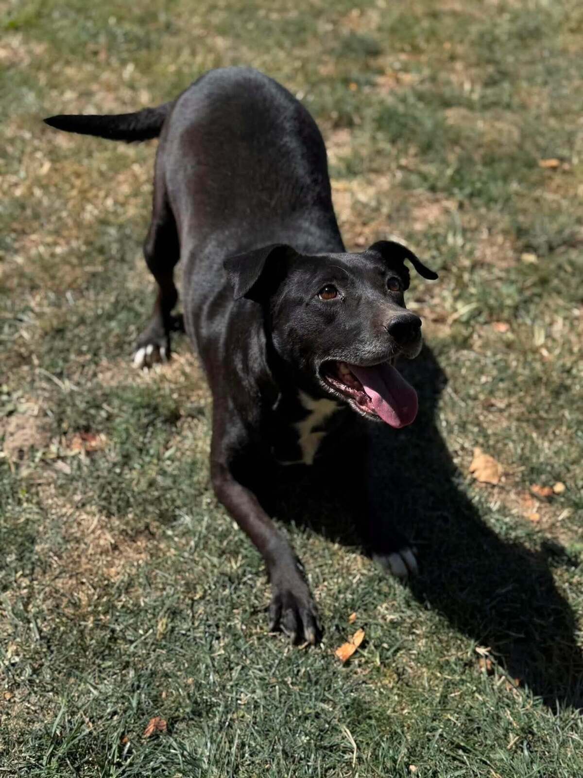 Adoption Eclips