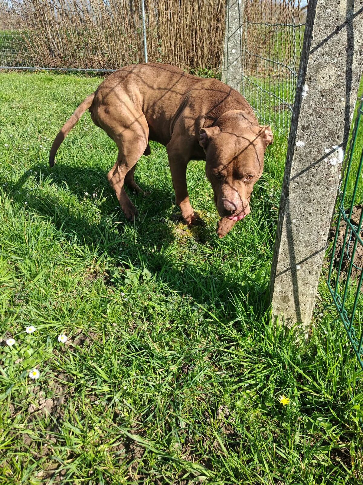 Adoption Choco