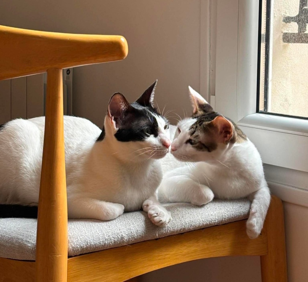 Adoption Elvis et Muxu