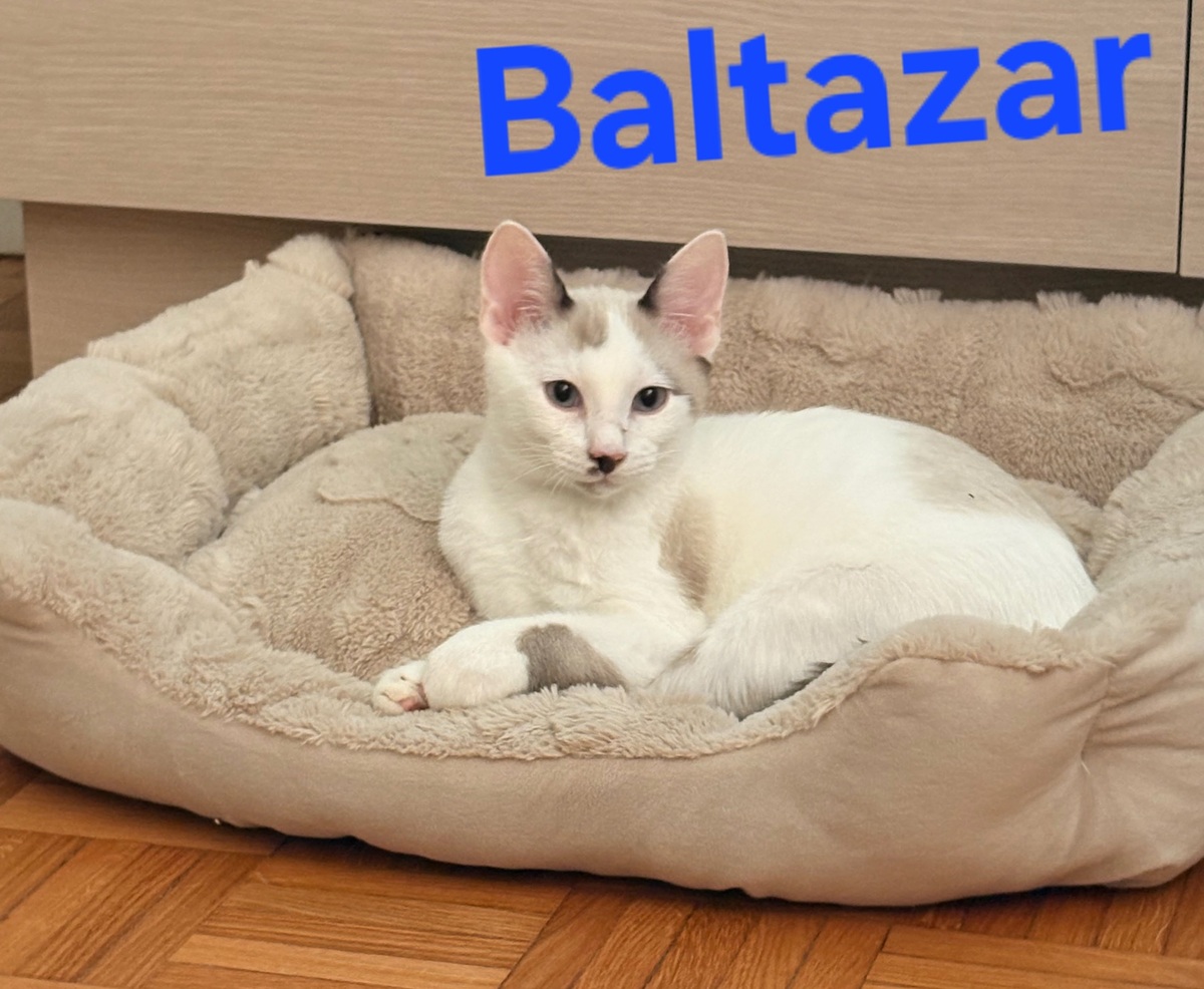 Adoption Baltazar 