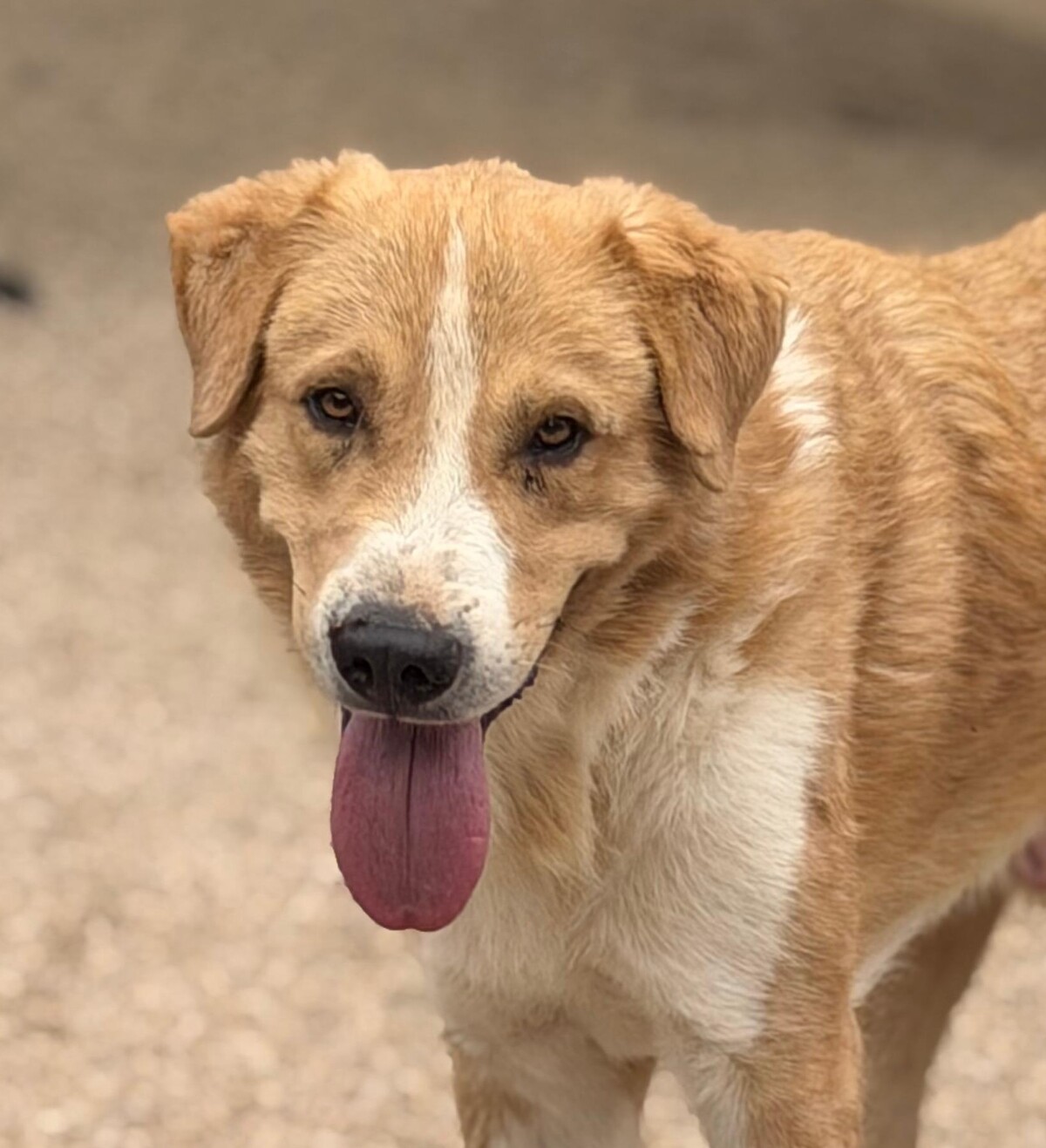 Adoption Guapo