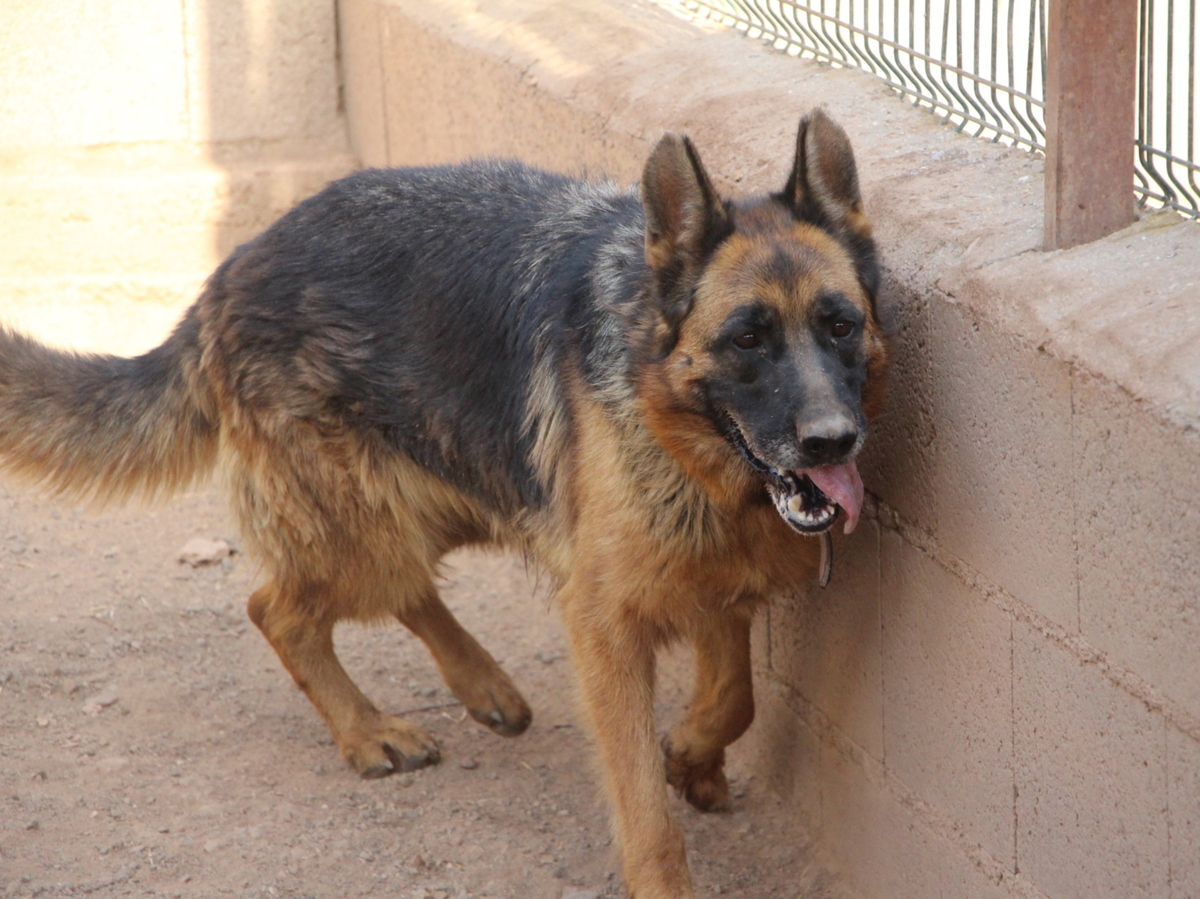 Adoption Chiruca