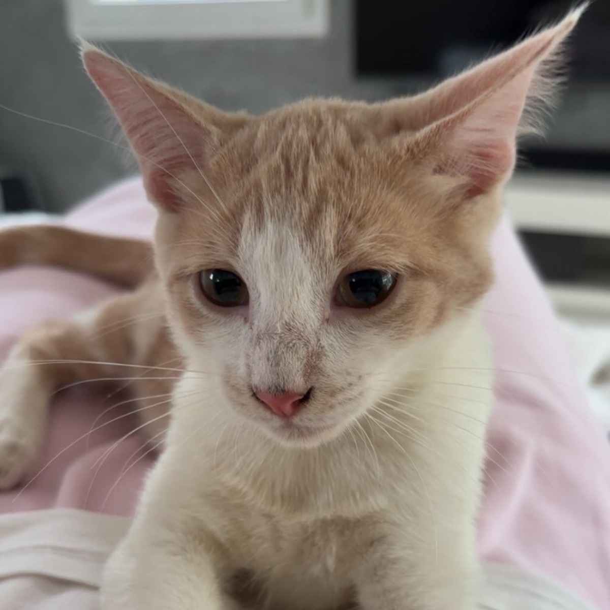 Adoption Superman