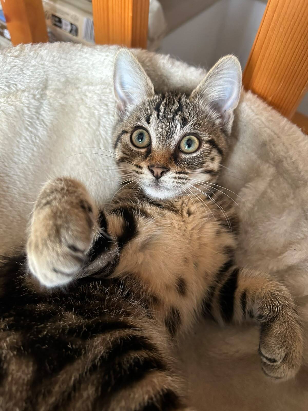 Adoption Nahia