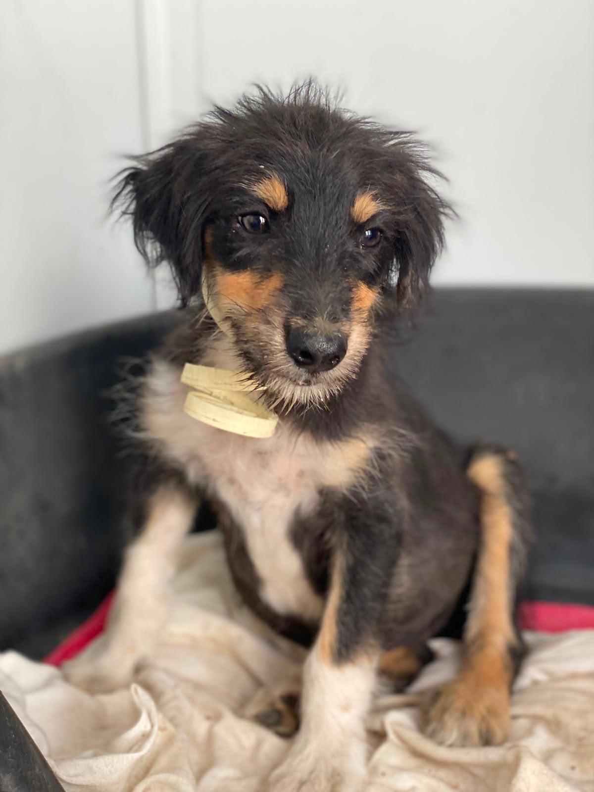 Adoption Levante 
