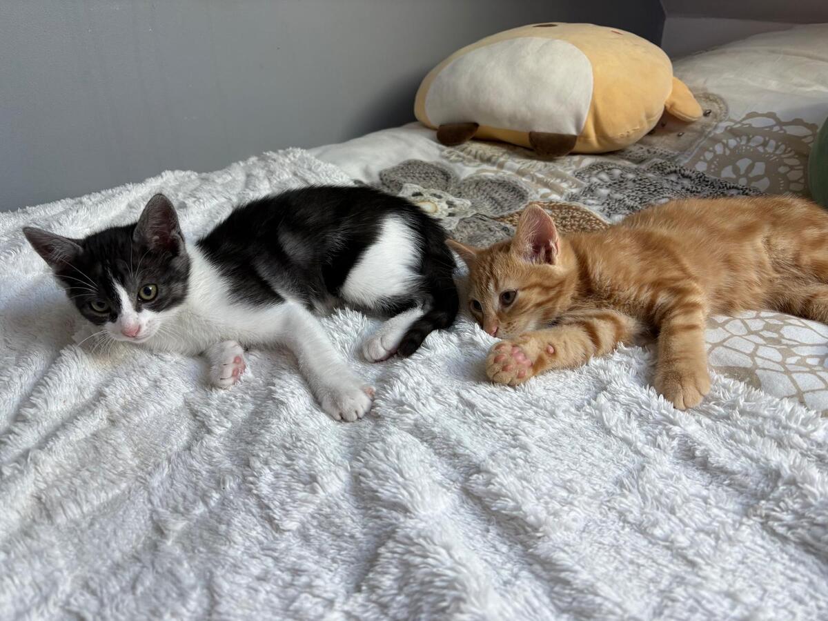 Adoption Beton et Bataille
