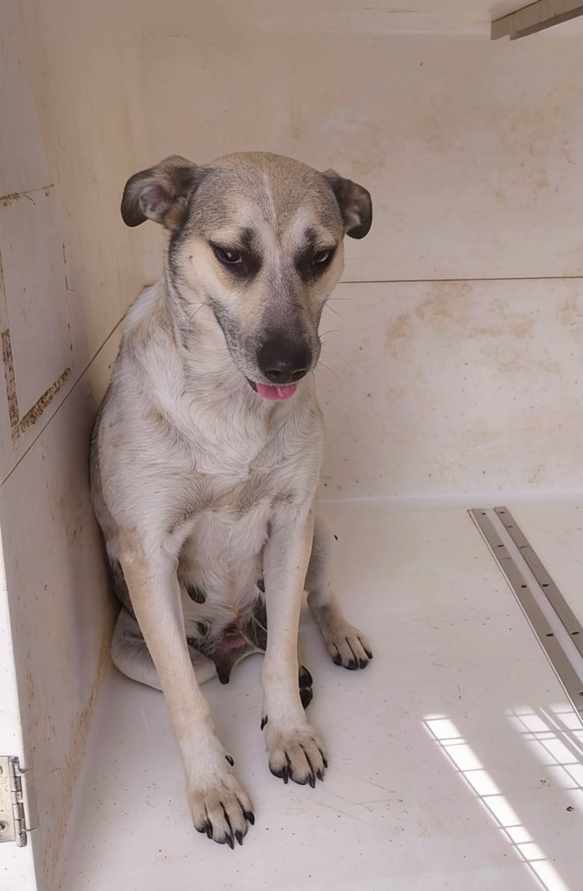Adoption Hailey