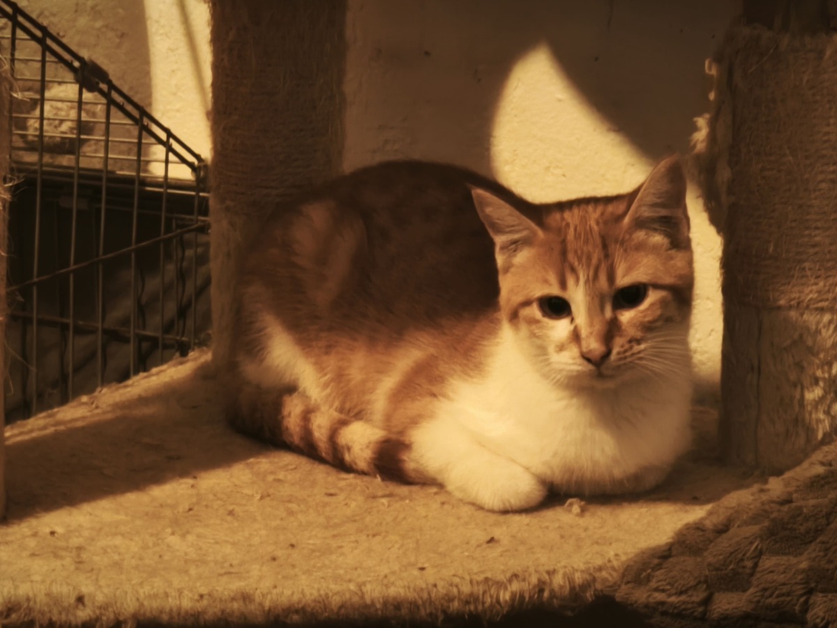 Adoption Salsifis