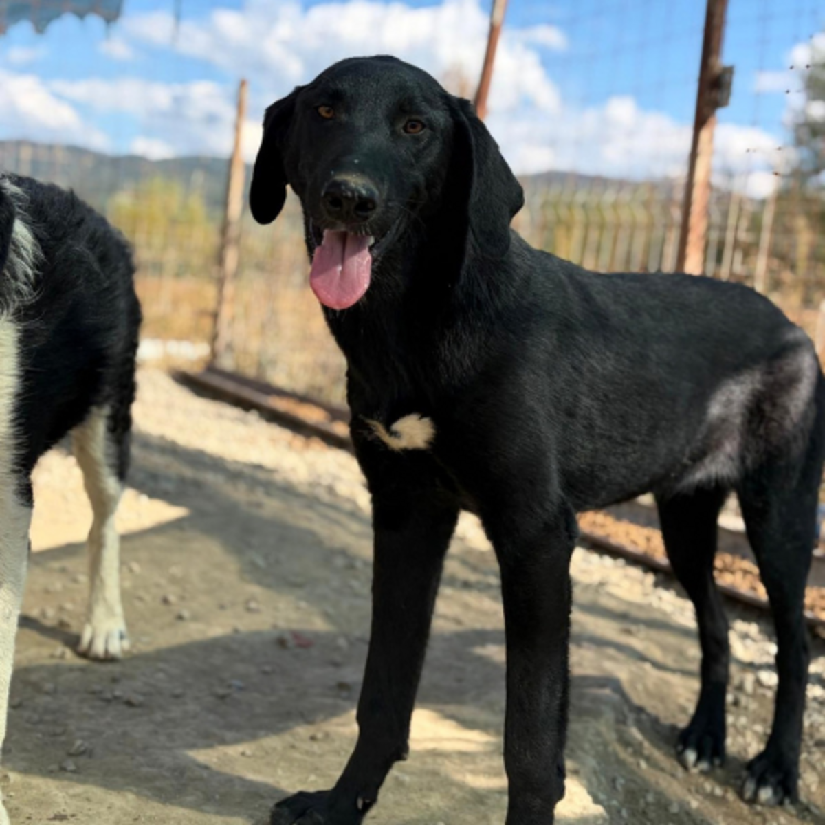 Adoption Scarlett