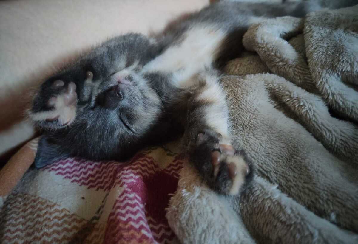 Adoption Lumi et Sélène