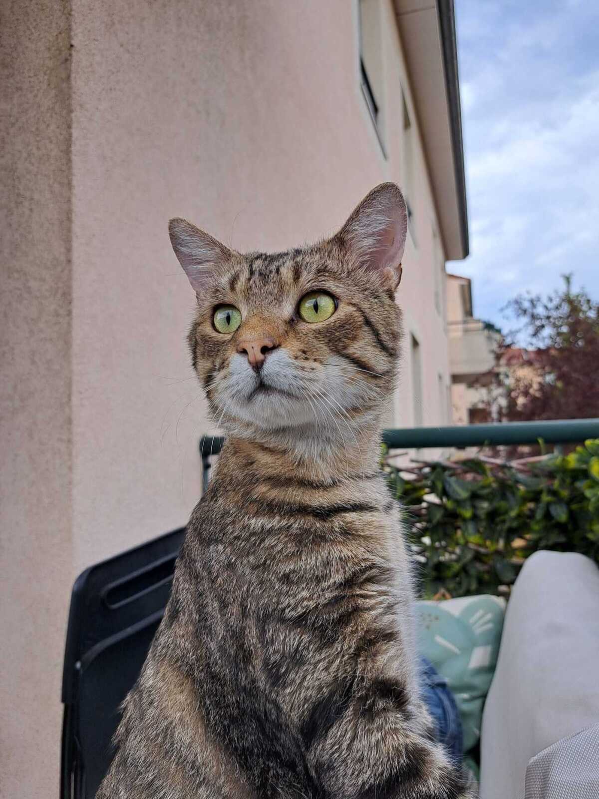 Adoption Bandit