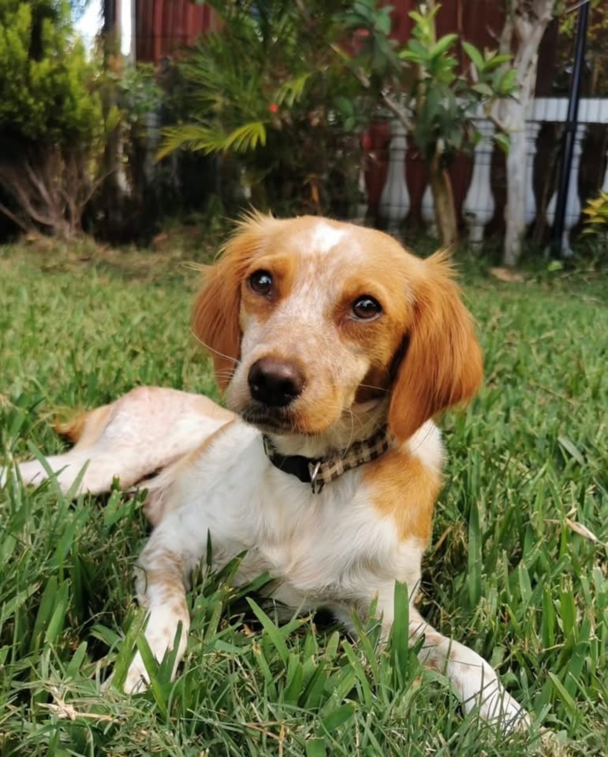 Adoption Poupette