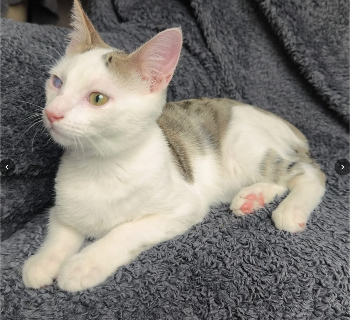 Adoption Peluche